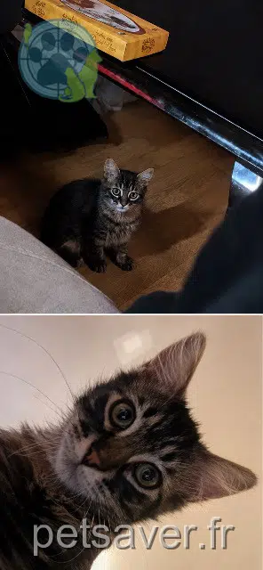 chat lost Paris Gucci