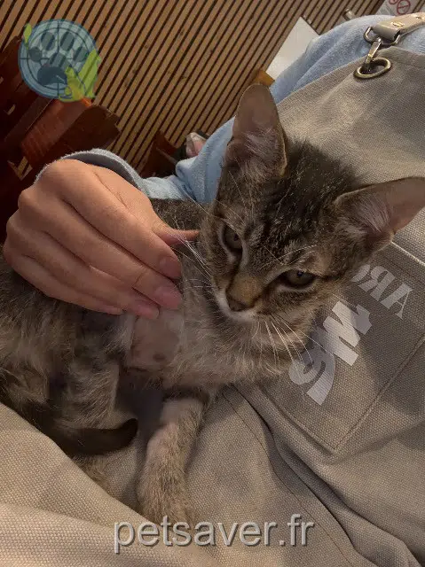 chat lost    Paris Guoguo