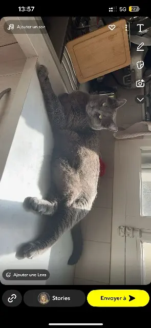 cat lost    Paris Happy
