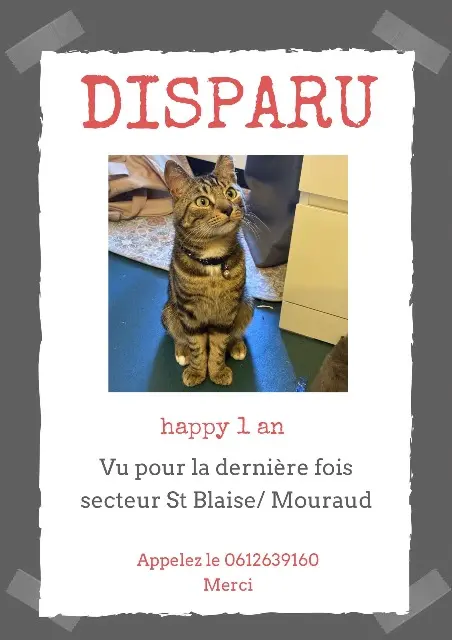 chat lost    Paris Happy