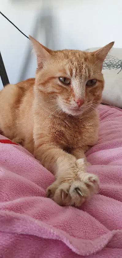 Chat Perdu 75C Paris - Jessy Chat Perdu 75C Paris - Jessy