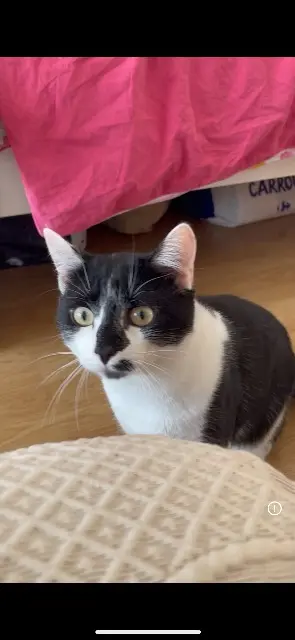 chat perdu Paris kalo chat lost Paris kalo