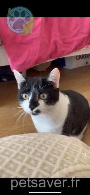 cat lost Paris kalo cat lost Paris kalo