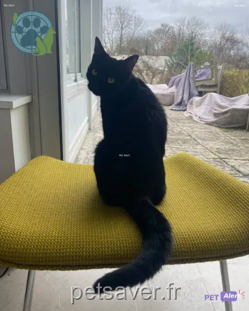 gato perdido Paris Lutèce gato lost Paris Lutèce