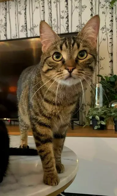 chat lost    Paris Marcus