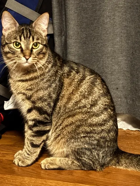 chat lost    Paris Marcus