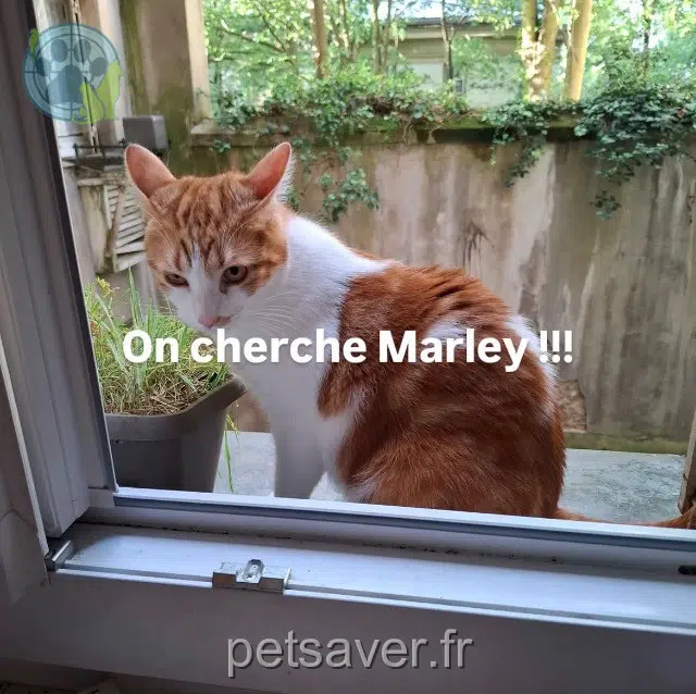 chat lost Paris Marley