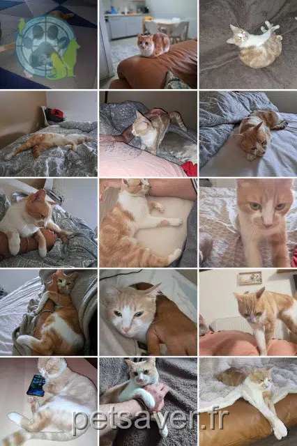 cat lost Paris Messi cat lost Paris Messi