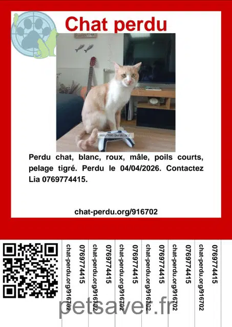 chat lost    Paris Messie