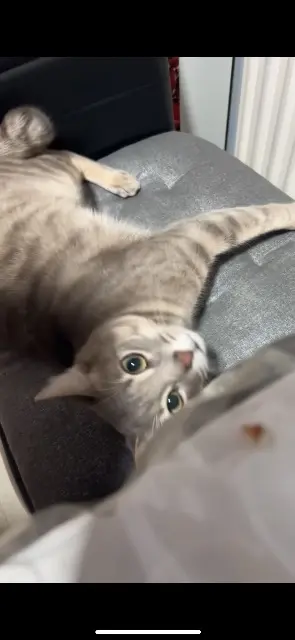 cat lost Paris Milo cat lost Paris Milo