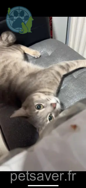 gato perdido Paris Milo gato lost Paris Milo