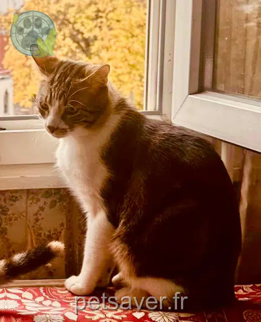 gato perdido Paris Mimi gato lost Paris Mimi
