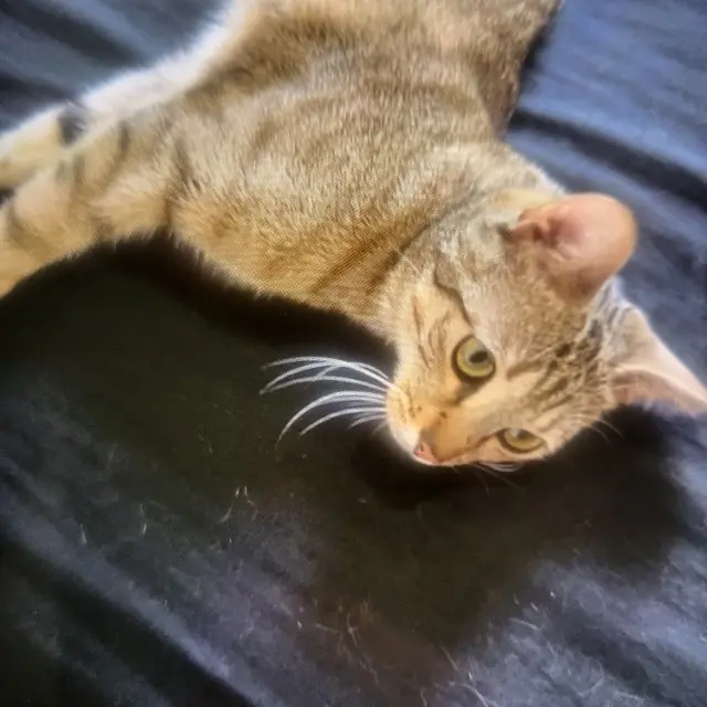 chat lost    Paris Minou