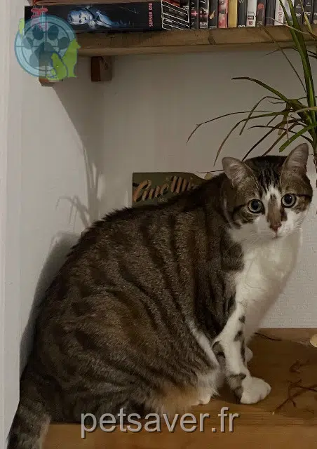 chat lost    Paris Minouche