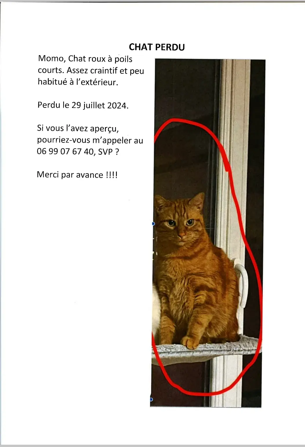 Chat Perdu 75C Paris - Momo Chat Perdu 75C Paris - Momo