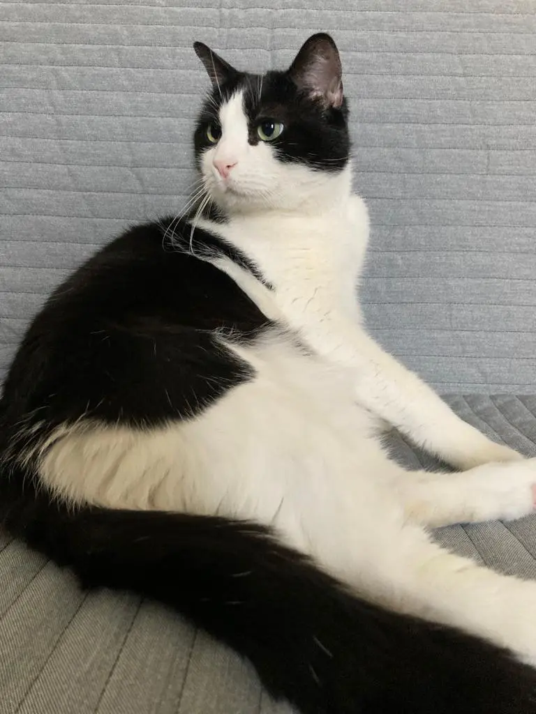 Chat Perdu 75C Paris - Myrtille Chat Perdu 75C Paris - Myrtille