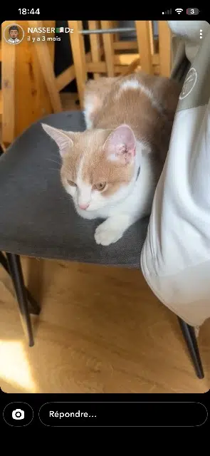 chat lost    Paris Nayu