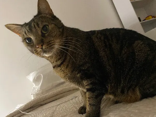 Chat Perdu 75C Paris - Nesquike Chat Perdu 75C Paris - Nesquike