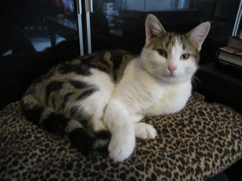 Chat Perdu 75C Paris - Orphée Chat Perdu 75C Paris - Orphée