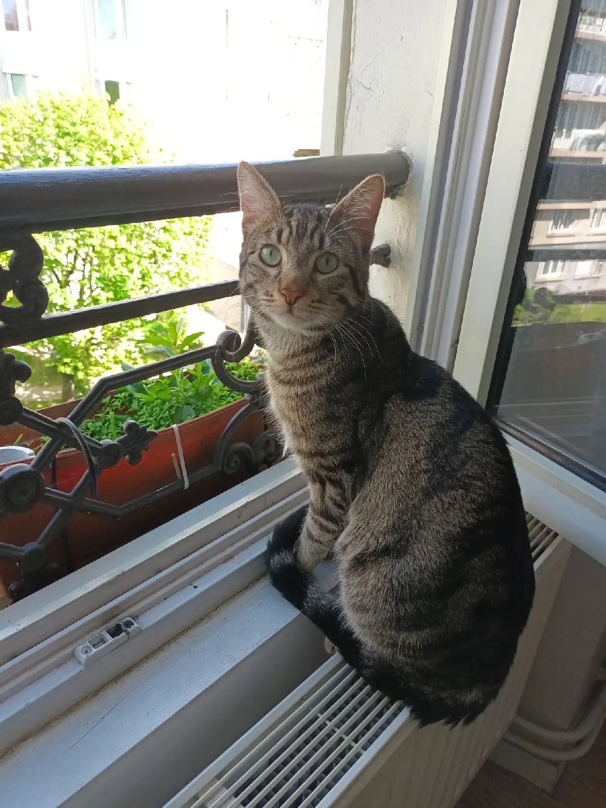 Chat Perdu 75C Paris - Pasha Chat Perdu 75C Paris - Pasha