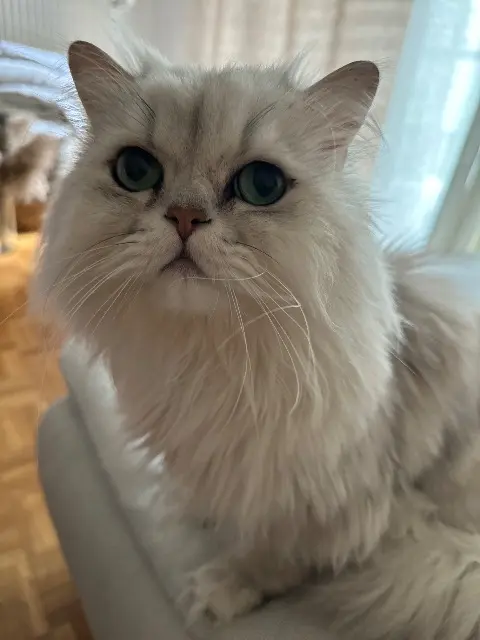 chat lost    Paris Pouluche