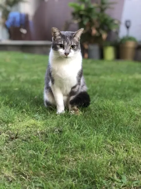 chat lost    Paris Prince