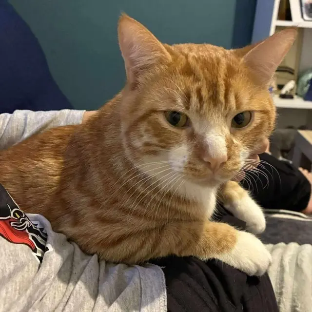 chat lost    Paris Riou