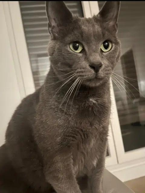 chat lost    Paris Simba