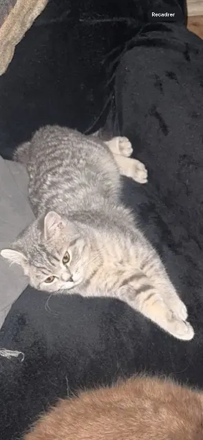 chat lost    Paris Simba