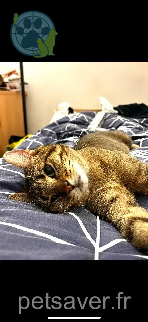 Kater vermisst Paris Sitiz Kater lost Paris Sitiz