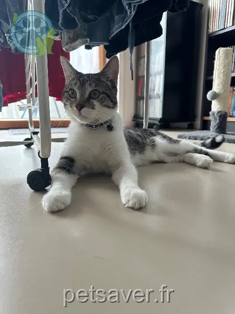 gato perdido Paris Snow gato lost Paris Snow