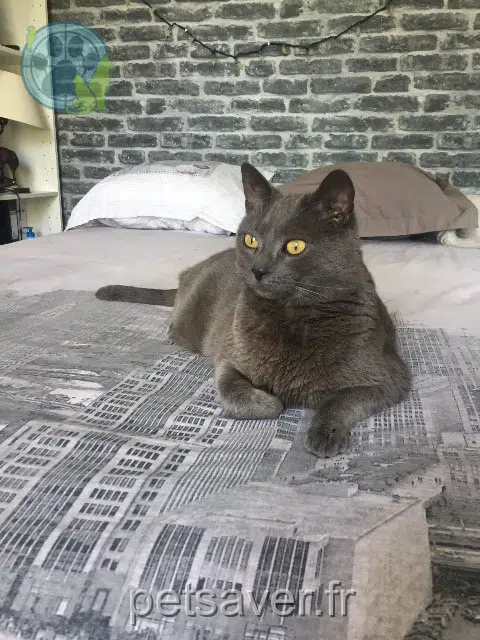 chat lost    Paris Soyeux