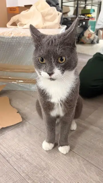 chat lost    Paris Tango