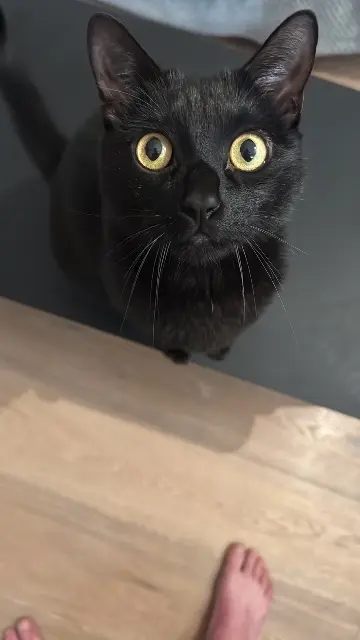 chat lost    Paris Tenebre