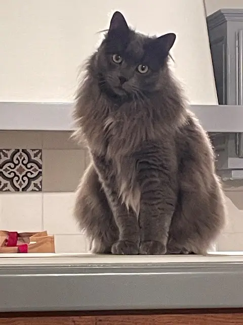 chat lost    Paris Titien