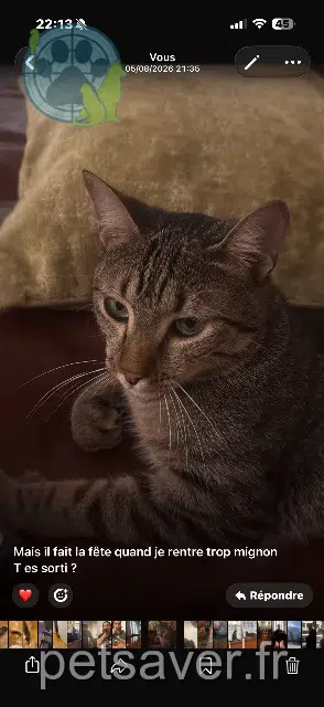chat lost Paris Tito