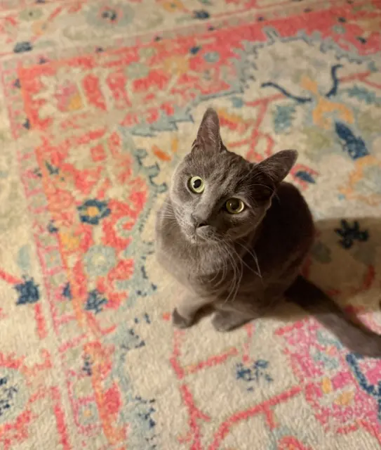 chat lost    Paris Wallace