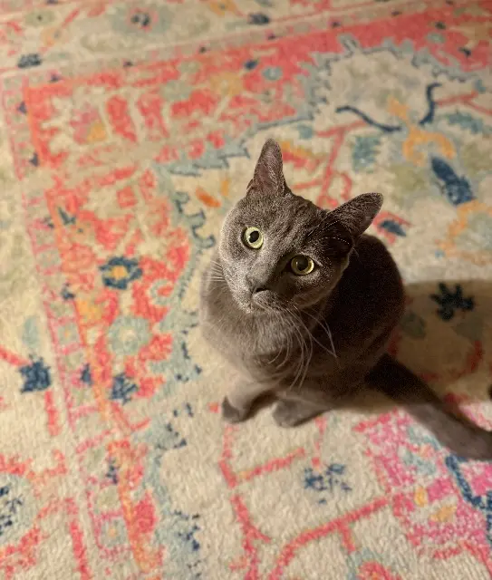 chat lost    Paris Wallace