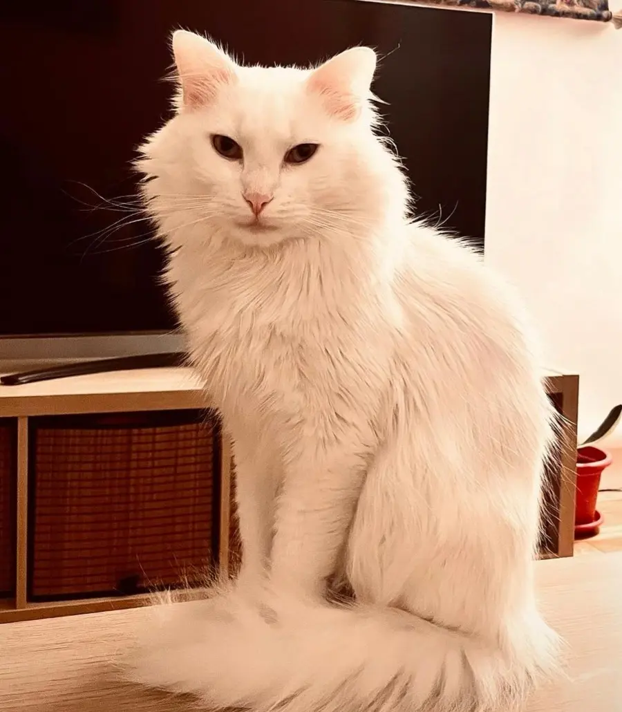 Chat Perdu 75C Paris Chat Perdu 75C Paris