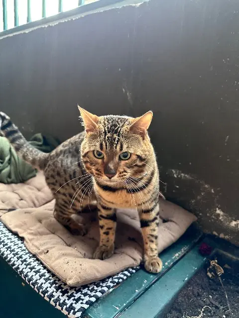 chat lost    Париж Trafalgar