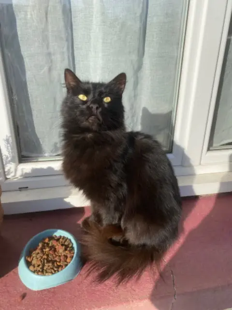 chat lost   76730 Thil-Manneville Aery