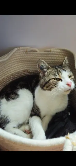 chat lost   76800 Saint-Étienne-du-Rouvray Affli