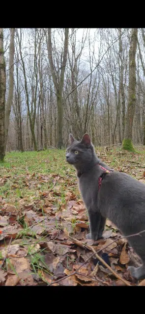 Kater vermisst 76770 Houppeville Apache Kater lost 76770 Houppeville Apache