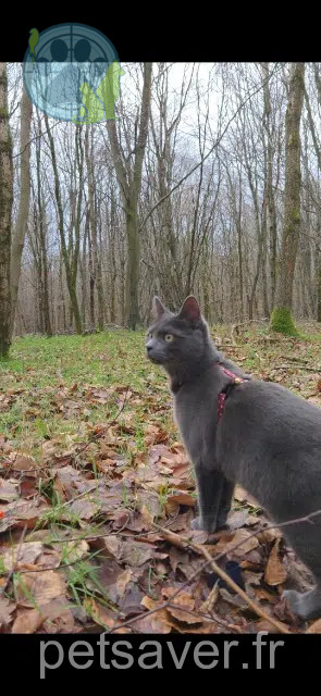 gato perdido 76770 Houppeville Apache gato lost 76770 Houppeville Apache