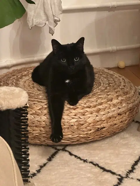 chat lost   76560 Anvéville Archibald