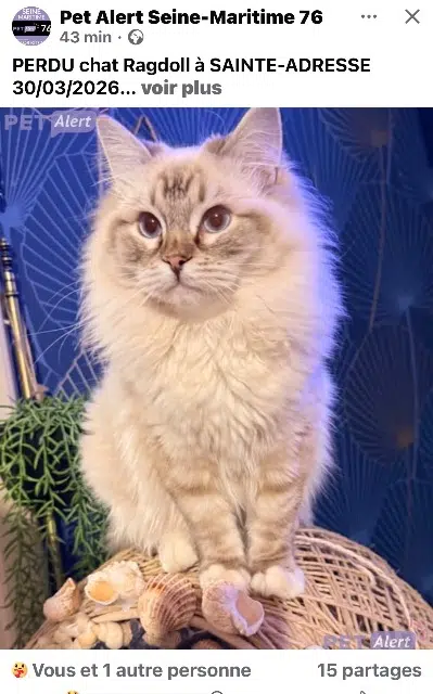 chat lost   76310 Sainte-Adresse Archibald