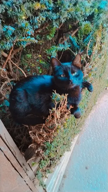 chat lost   76550 Offranville Aslan