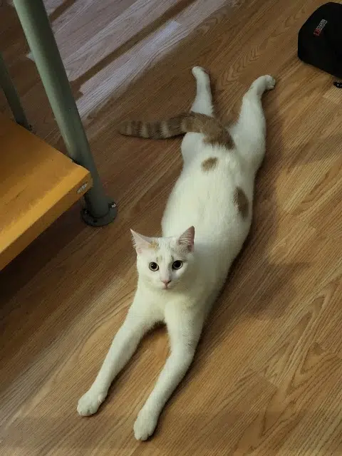 chat lost   76210 Bolbec Asriel