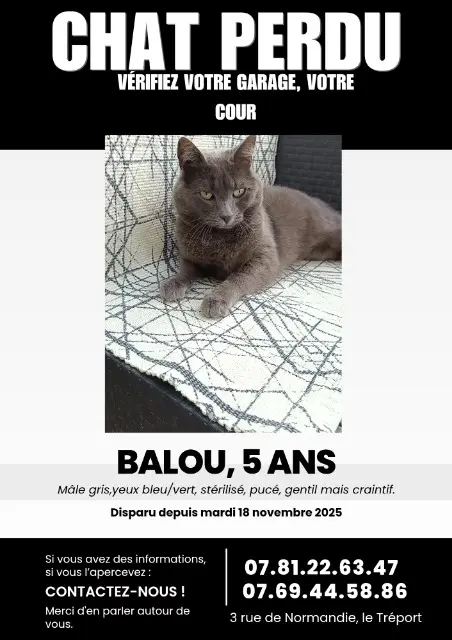 cat lost 76470 Le Tréport Balou cat lost 76470 Le Tréport Balou