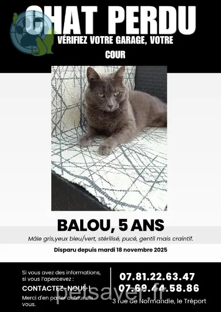 gato perdido 76470 Le Tréport Balou gato lost 76470 Le Tréport Balou